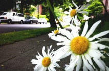 daisys in seattle